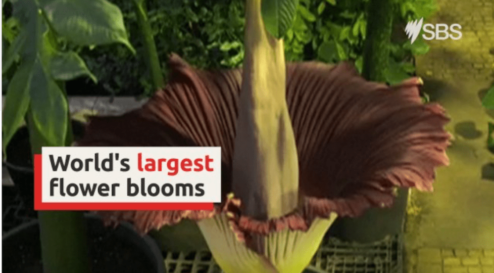 Screen Shot 2020-05-15 at 3.32.53 pm